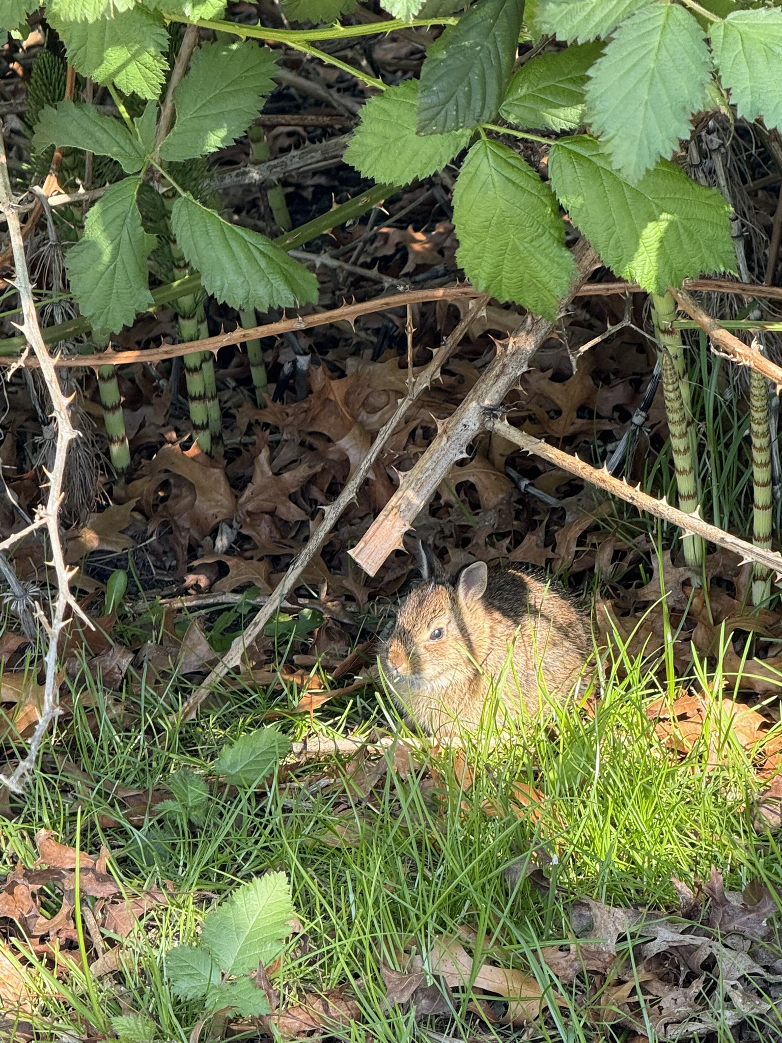 Rabbit at Lake Union Park.