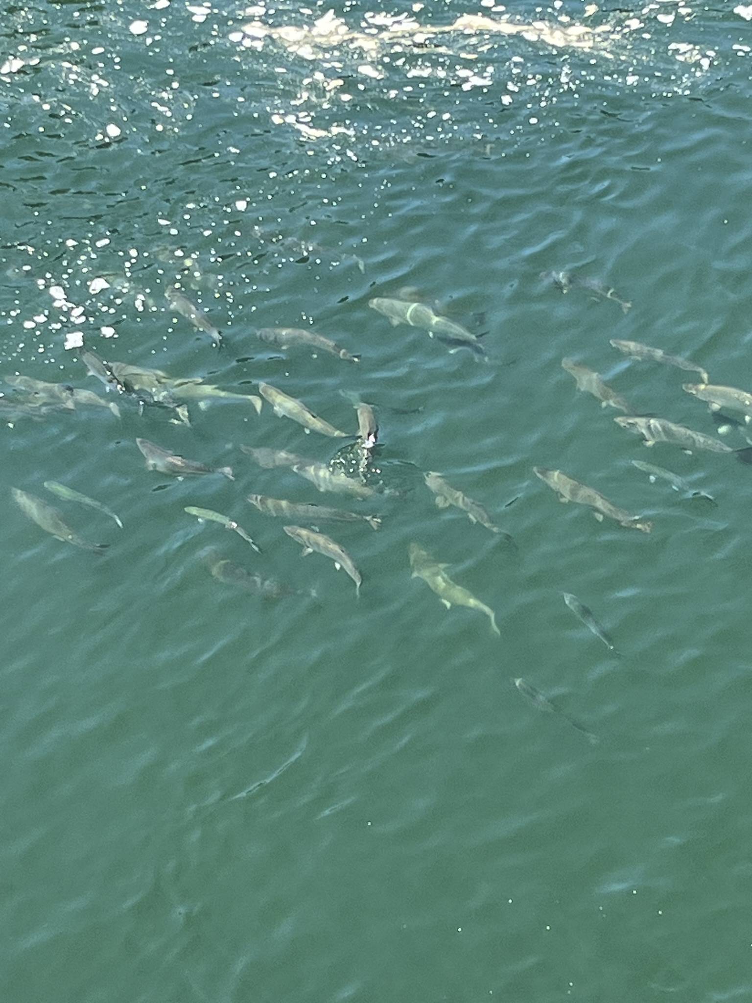 A bunch of salmon in the water