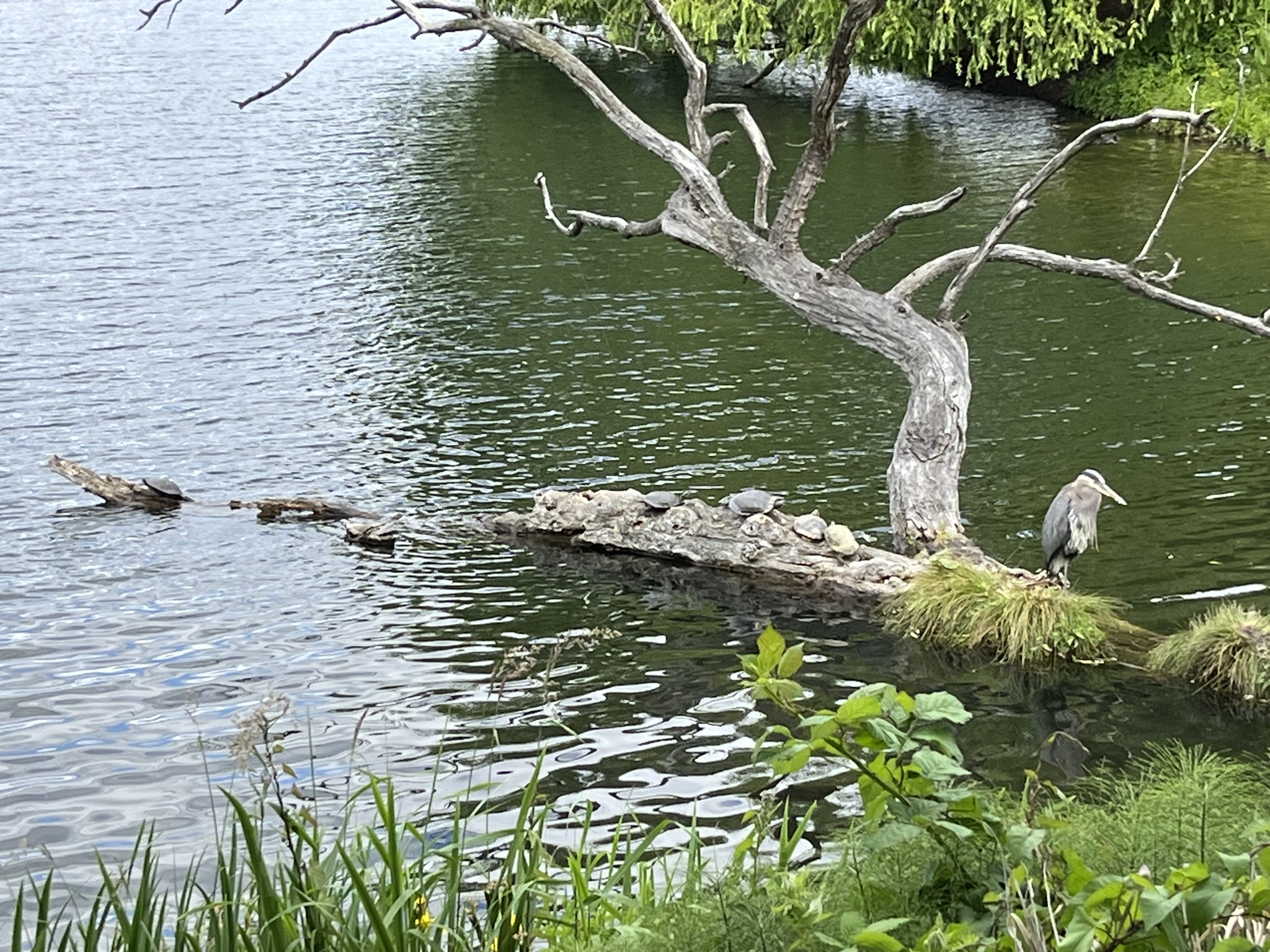 Blue herron and turtles at Lake Union.