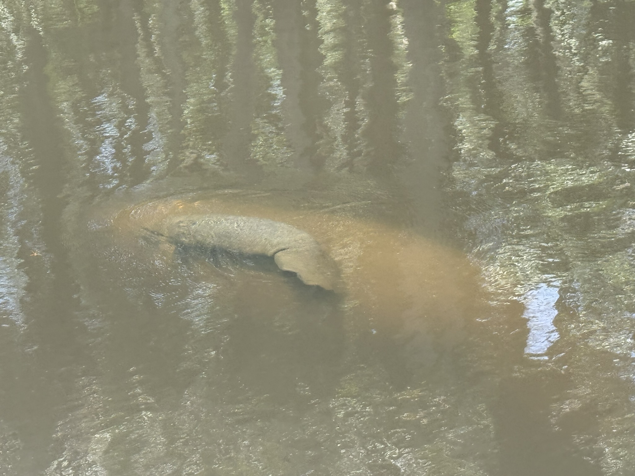 Manatees from FL, mother and child
